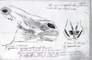 Uten tittel Anatomical Study Of Horse