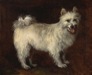 Spitz Dog, A Dog, ca. 1765. av Thomas Gainsborough