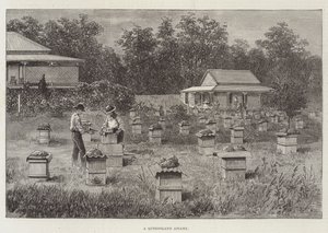 En bigård i Queensland av Thomas Harrington Wilson