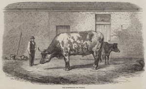 Den australske Ox Tooran av Thomas Harrington Wilson