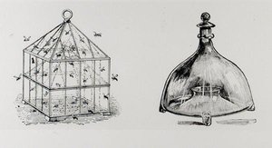 Vepse- og fluefeller, fra Thomas Mawsons 