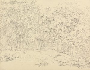 Trær i Ashtead Park, Surrey
