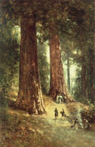 I Redwoods, 1899