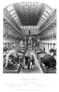 The Hunterian Museum, illustrasjon til 