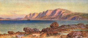 Kapp-pinnsvin, Canso-tarmen, Kapp Breton (fargelitografi)
