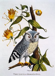 Little Horned Owl, fra 