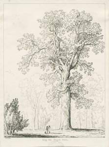 Blithfield - King Oak: penn- og blekktegning av Thomas Peploe Wood