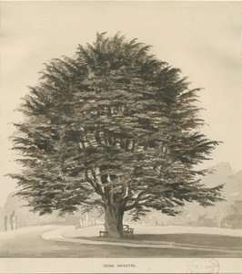 Ingestre - Cedar tree: sepia tegning, nd [?1838]