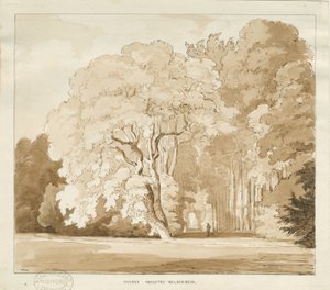 Ingestre - en studie av trær: sepia-tegning, nd [?1838] (tegning) av Thomas Peploe Wood