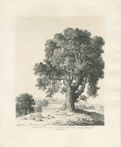 Shugborough Park - Ash Tree: penn- og blekktegning av Thomas Peploe Wood