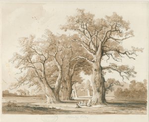 Teddesley Hall - Oak Trees: blyant- og vasketegning, nd [november 1842] (tegning)