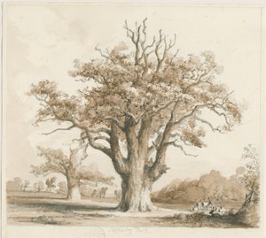 Teddesley Hall - Oak Trees: blyant- og vasketegning, nd [november 1842] av Thomas Peploe Wood