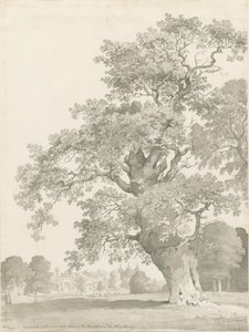 Tixall - Oak Tree: penn og vask tegning av Thomas Peploe Wood