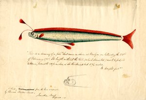 En akvarelltegning av Newlyn-årefisken (Regalecus glesne), ca. 1849 (blyant og akvarell på papir) av Thomas Quiller Couch