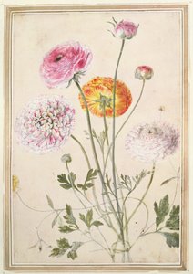 Blomsterstudie, ca. 1760