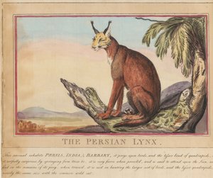 Sett med åtte bilder med tittelside. «Utenlandske og innfødte dyr.»  7.  Den persiske gaupen av Thomas Rowlandson