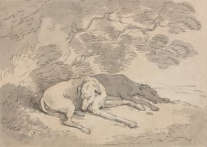 To greyhounds som ligger under et tre