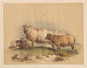 Sau, nr. 18 av Thomas Sidney Cooper