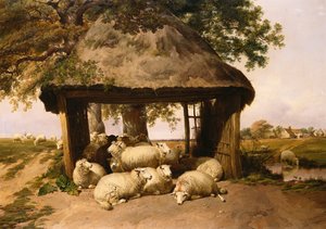 Sauer som hviler under et ly av Thomas Sidney Cooper