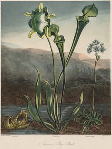 The Temple of the Flora: American myrplanter. av Thomas Sutherland