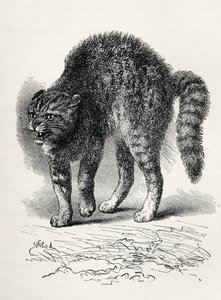 Katt skremt av en hund, fra Charles Darwins "The Expression of the Emotions in Man and Animals", 1872 (litho)