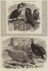 Nye ankomster til Zoologisk Forenings hager av Thomas W. Wood
