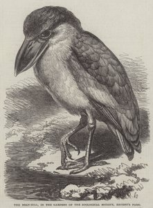 The Boat-Bill, i Gardens of the Zoological Society, Regent