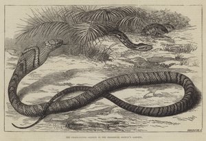 Den slangespisende slangen i Zoologisk Forenings hager