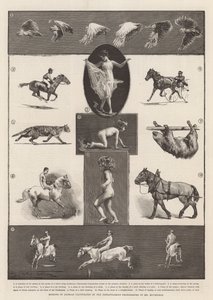 Bevegelser av dyr illustrert av øyeblikkelige fotografier av Mr Muybridge av Thomas Walter Wilson