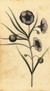 Potet-epleblomst i New South Wales, Australia. ,1800 (gravering)