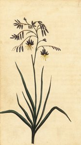 Steinblomst i New South Wales, Australia. ,1800 (gravering)