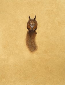 Leaping Red Squirrel - (akvarell og gouache på papir)