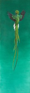 Quetzal (akvarell og gouache på papir) av Tim Hayward