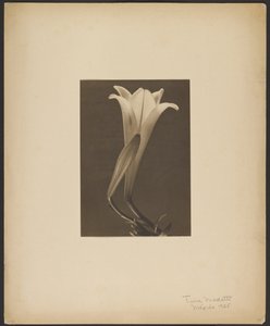Nr. 1. av Tina Modotti