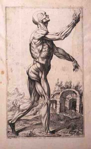 Anatomisk studie, av Domenico Maria Bonavera (f.1640) (etsing og tørrpunkt)