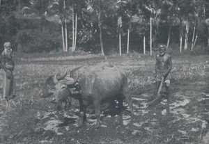 Dyrker ris, 1924