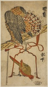 Sparrowhawk and Macaw (Sparrowhawk and Macaw)