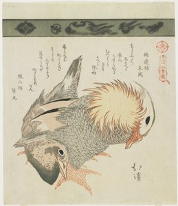 Mandarin Duck og Drake, ca. 1830