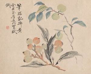 Loquat Tree of Japan.