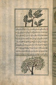 Et røkelsestre over et mandeltre, etter en avhandling av Zakariya ibn Muhammad al-Qazwini (blekk og pigmenter på europeisk lagt papir) av Turkish School