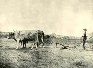 A Bullock Plough Team, 1901. av Unbekannt