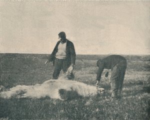 En død bjørn på reinsdyrøya 21. august 1893 , 1893 1897 av Unbekannt