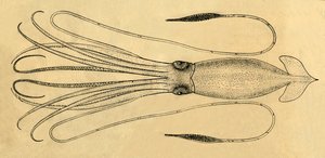 Et diagram over den gigantiske blekkspruten, 1881. av Unbekannt