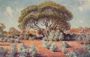 Et fruktbart sted i Central Australia, 1923. av Unbekannt