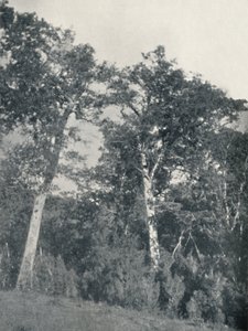 En skog av antarktisk bøk ved Temuco, 1911 av Unbekannt