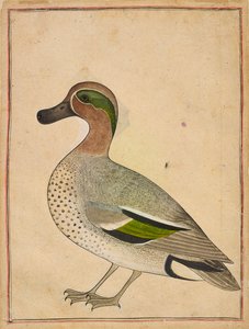 En grønnvinget krikkand, ca. 1730. av Unbekannt