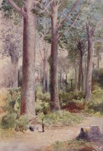 En Kauri-skog, 1923. av Unbekannt