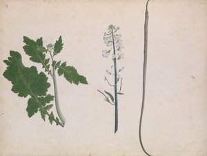 En reddikplante, frø og blomst, sent på 1700-tallet. av Unbekannt