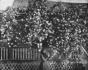 A Rose-Decked Home, Sør-California, USA, c1900. av Unbekannt