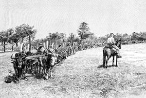 En konvoi av vogner, Sør-Amerika, 1895 av Unbekannt